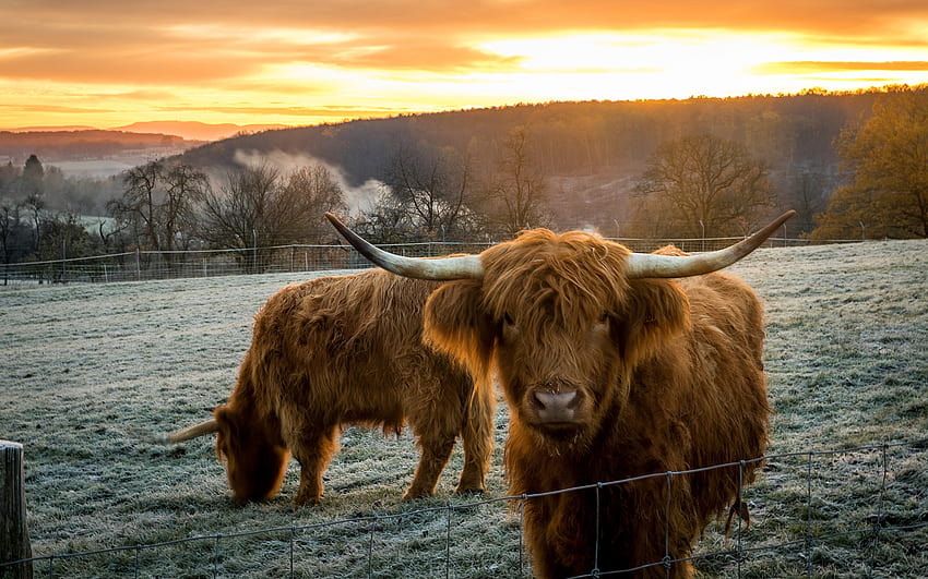 Highland Cow, animal, cow, highland, horns HD wallpaper | Pxfuel