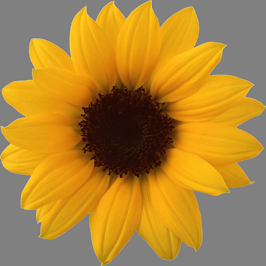 Sunflower PNG . Sunflower png, Sunflower , Png, Realistic Sunflower HD wallpaper