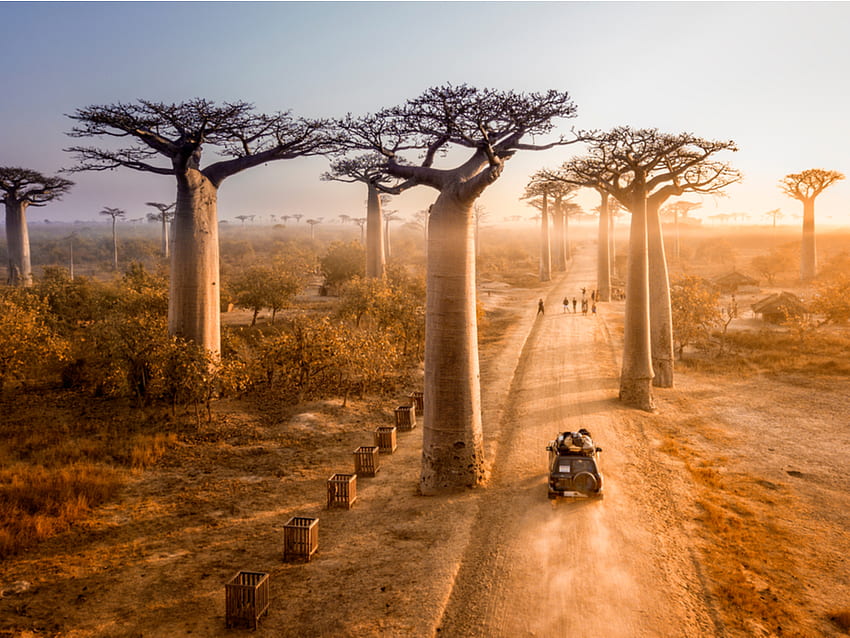 바오밥나무 거리 - 마다가스카르의 아름다운 도로 HD 월페이퍼