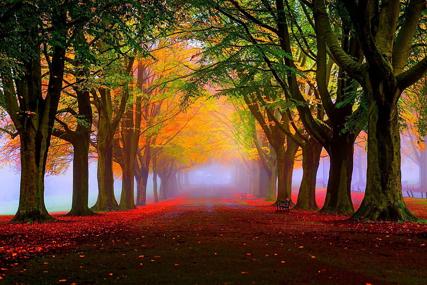 Цветна есенна алея, дървета, coolfun, есен, природа, гора, Цветно HD тапет