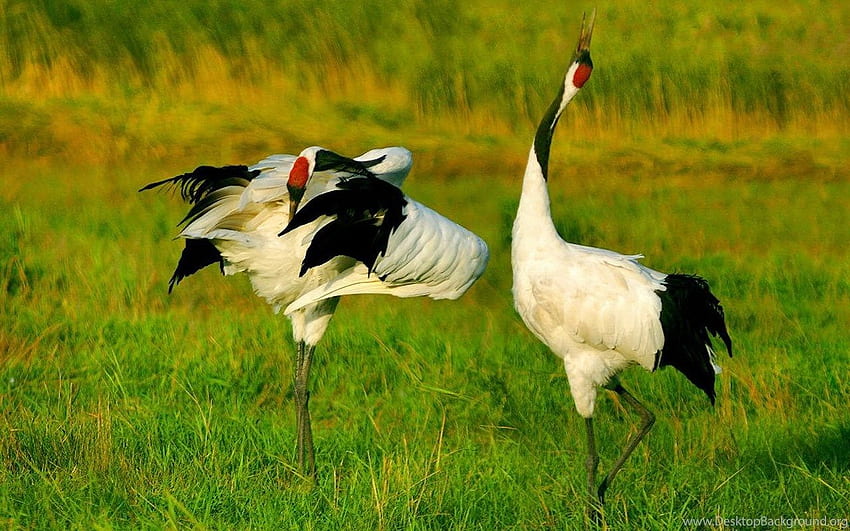 Good Luck And Longevity Of Red crowned Crane graphy, Red-crowned Crane HD wallpaper