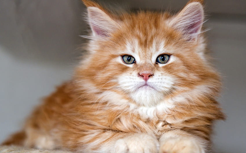 Kitten, pisica, cute, cat, orange, maine coon, ginger HD wallpaper