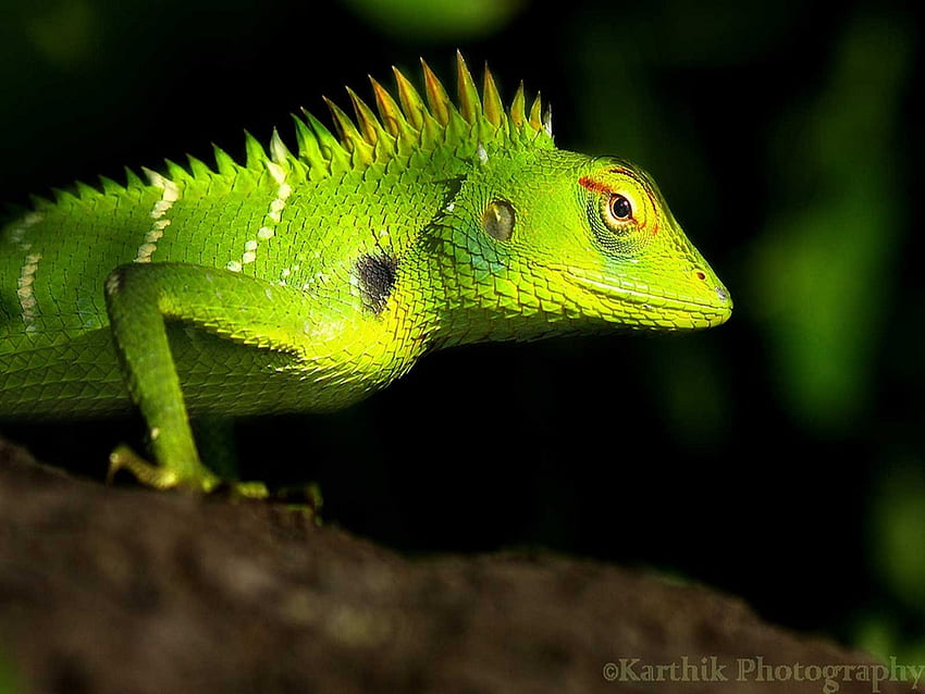 Green Lizard, iguana, green, pet, colour, lizard HD wallpaper