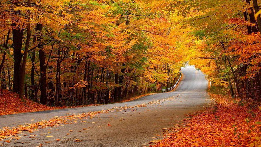 AUTOMNE automne arbre forêt paysage nature feuilles, 2560X1440 Automne Fond d'écran HD