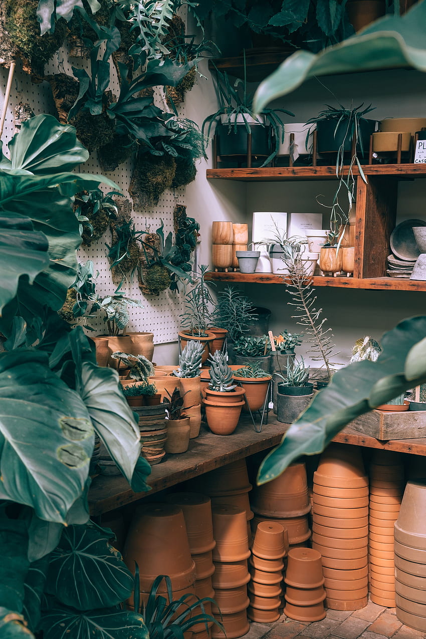 Plants, , , Pots, Shelves, Ceramics, Houseplants, Growing HD phone wallpaper