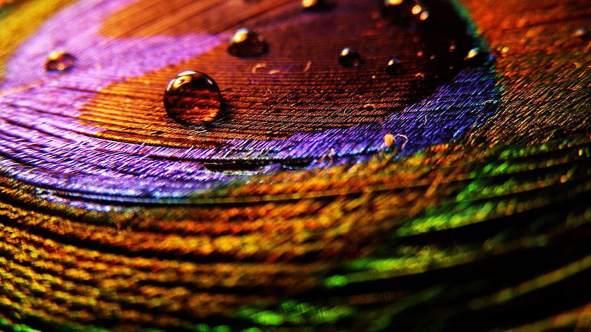 Peacock Feather for . 48 Handpicked 's Collection, Mor Pankh HD wallpaper