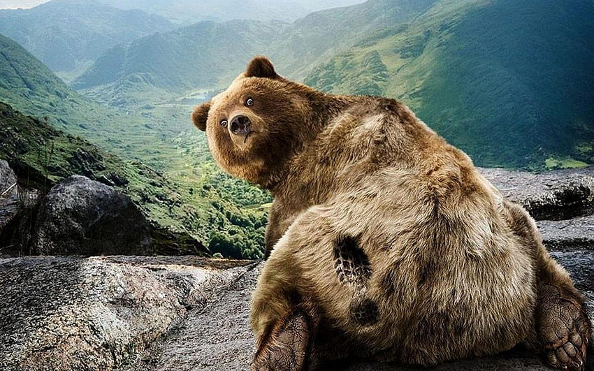 ตลก, สัตว์, หมี วอลล์เปเปอร์ HD