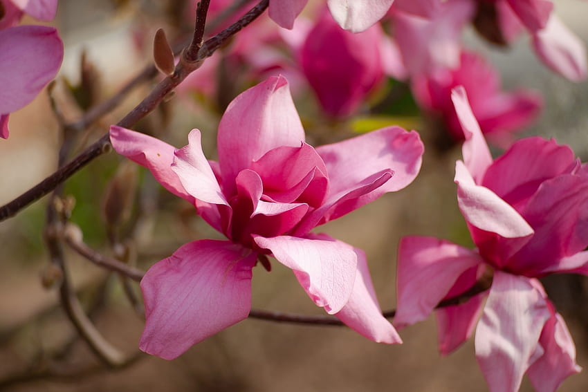 Magnolia, merah muda, musim semi, bunga Wallpaper HD