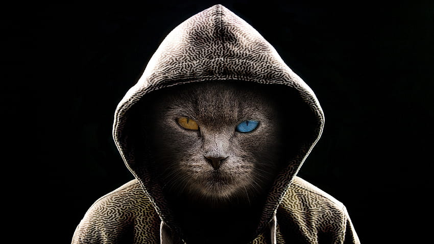 Cat in hood, colored eyes HD wallpaper