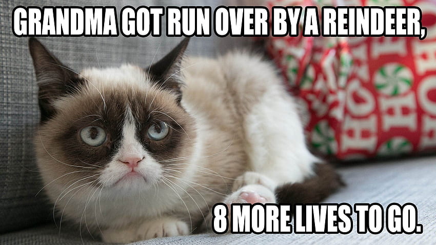 gatto meme citazione divertente umorismo scontroso 7 [] per il tuo, Mobile & Tablet. Esplora Grumpy Cat Meme. Divertente gatto natalizio, gatto scontroso Sfondo HD
