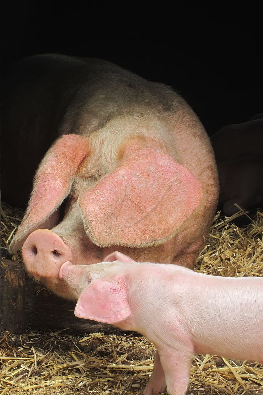 : 豚、子豚、かわいい、家畜、お母さん、鼻、子豚 HD電話の壁紙