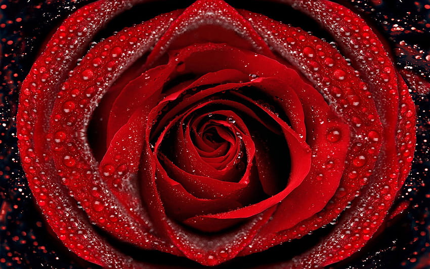 Krople, Makro, Kwiat Róży, Róża, Płatki, Rosa Tapeta HD