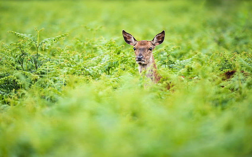 Animals, Summer, Greens, Roe Deer, Deer, Roe HD wallpaper