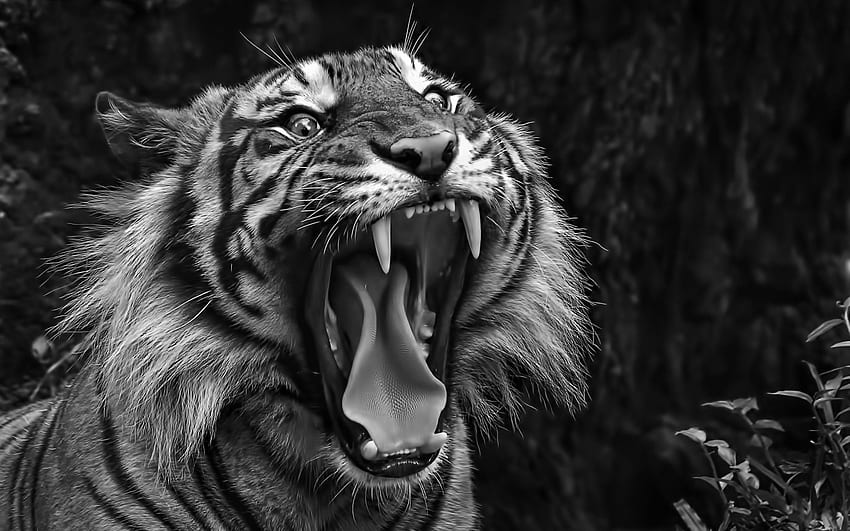 Białe tło Tiger Eye - Novocom.top, Agresywny Tygrys Tapeta HD