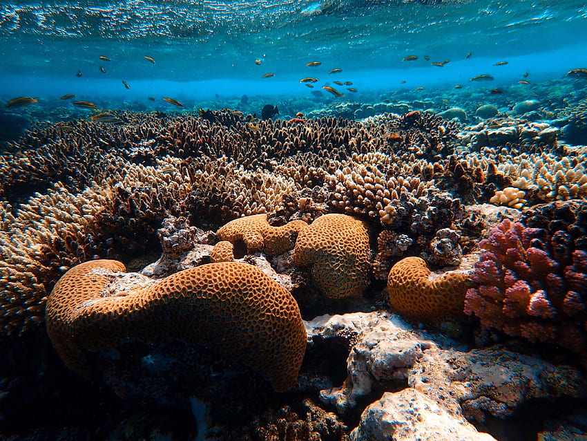 Natura, woda, koral, podwodny świat, wodorosty, glony Tapeta HD