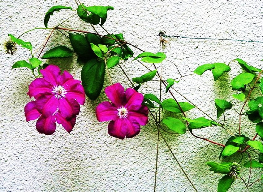 On the wall, white, green, vine, wall, pink flowers HD wallpaper