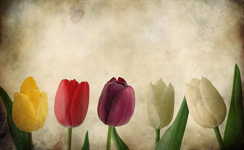 Flowers, Tulips, Paper, Row HD wallpaper