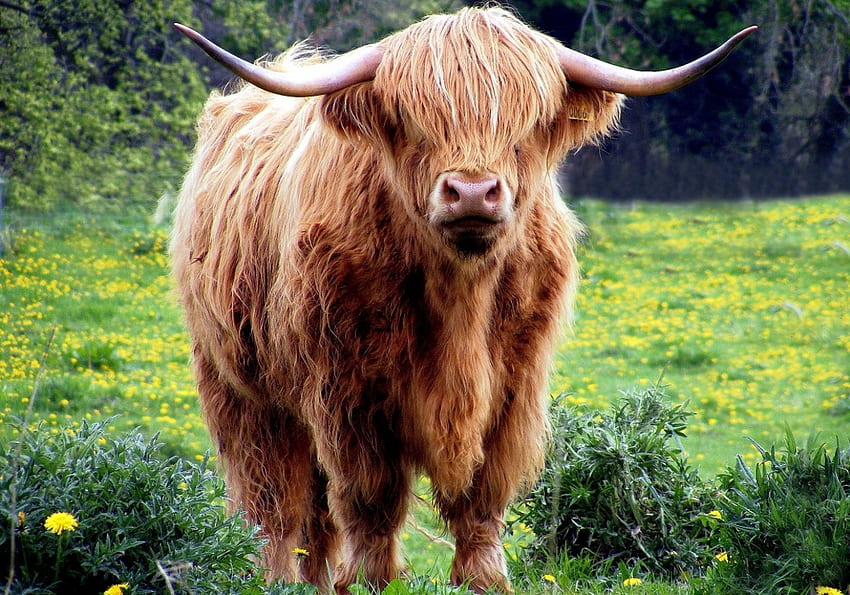Highland Cattle, mucca, prato, fiori, primavera, denti di leone Sfondo HD