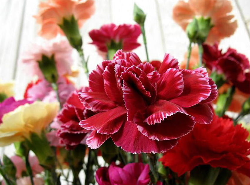 Goździk, piękno, kwiat Tapeta HD
