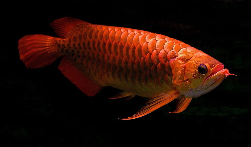 Red Arowana and Cute Red Arowana [] for your , Mobile & Tablet. Explore Red Fish . Fish for , Fish Tank, Arwana HD wallpaper