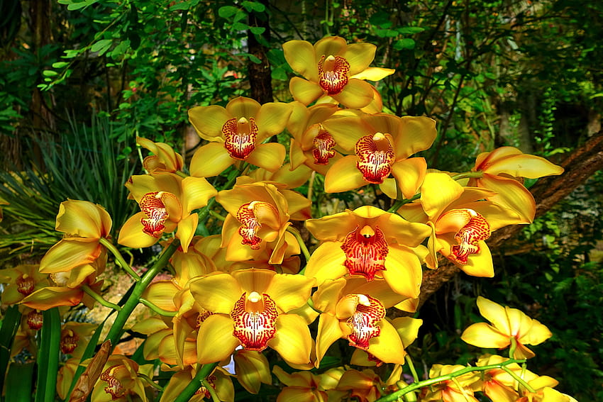 Yellow orchids closeup, closeup, wellow, greenery, garden, beautiful, flowers, orchids HD wallpaper