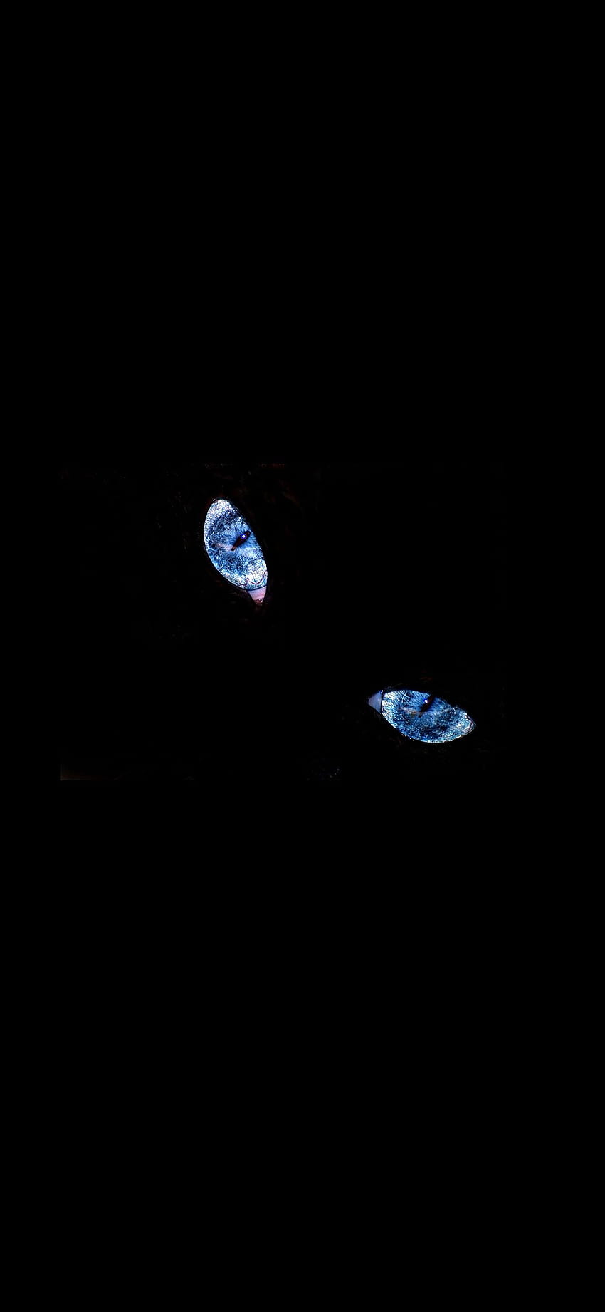 Iphone . gato de olhos azuis animal minimalista simples escuro, preto simples Papel de parede de celular HD