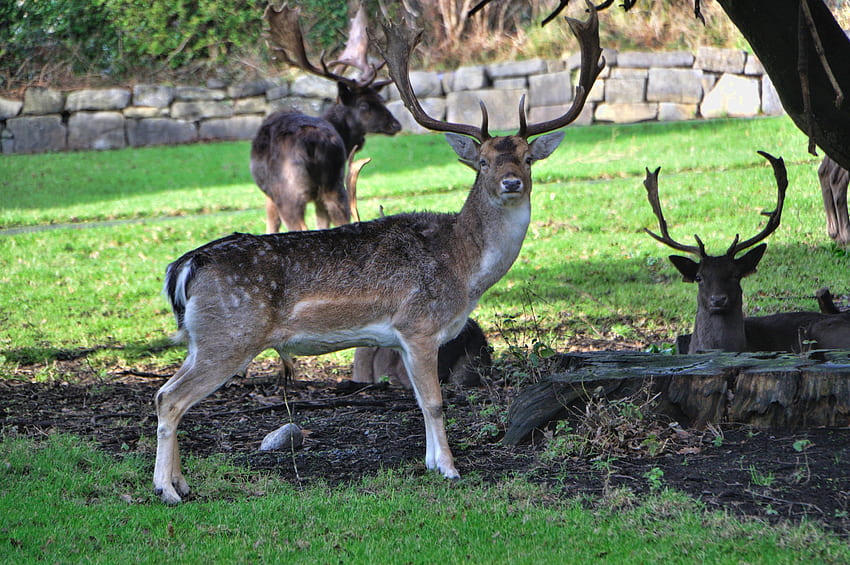Deer, wildlife, park, animals HD wallpaper