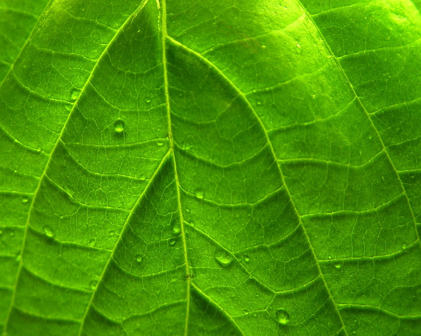 Green Vivid Leaf Windows 7 Pflanze - Grünes Blatt - HD-Hintergrundbild