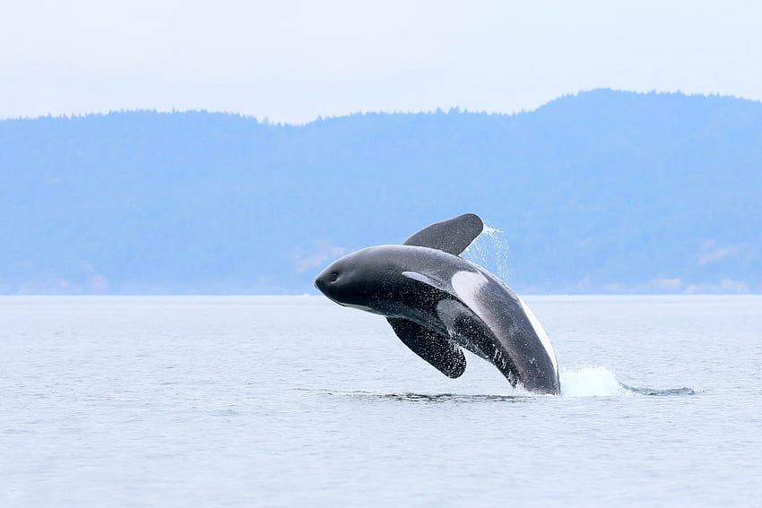 Orca-Wal vor der Küste von Victoria, British Columbia, Orca, Wale, Meer, Tiere HD-Hintergrundbild