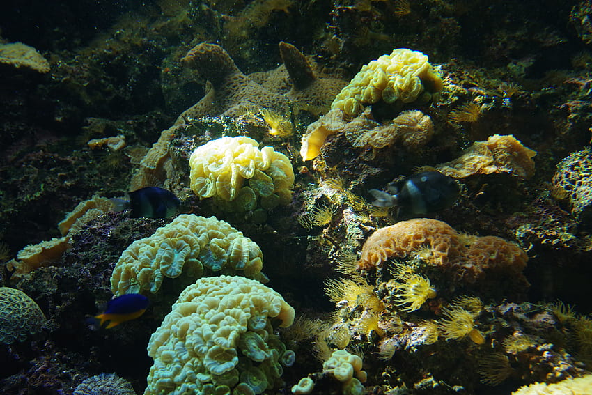 Nature, Fishes, Coral, Aquarium, Algae, Seaweed HD wallpaper