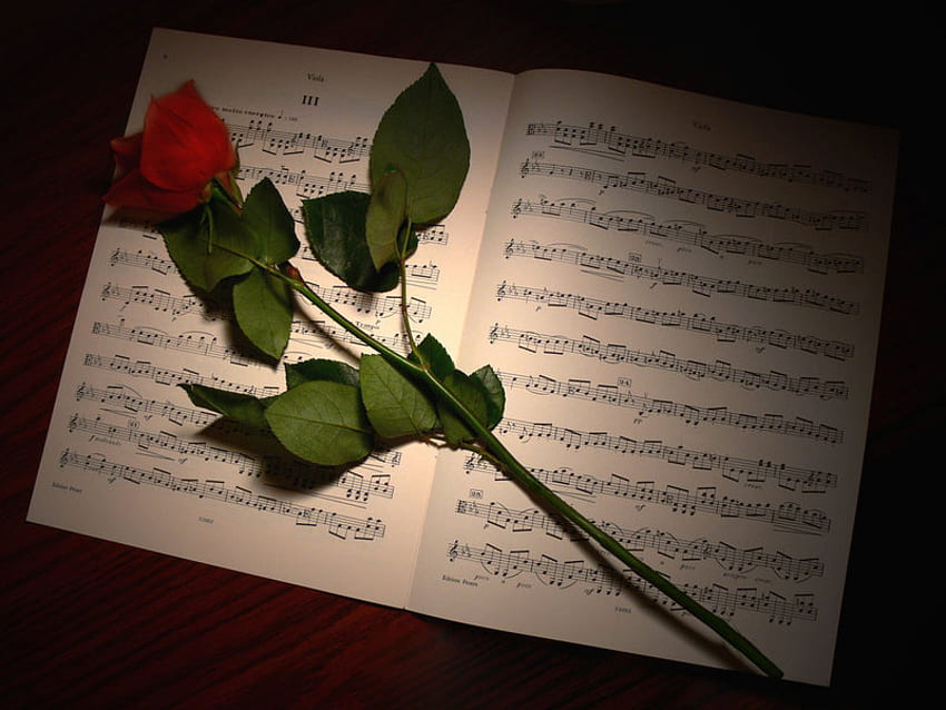 Nuty i róża, róża, muzyka, nuta, kwiat, ton, dźwięk Tapeta HD