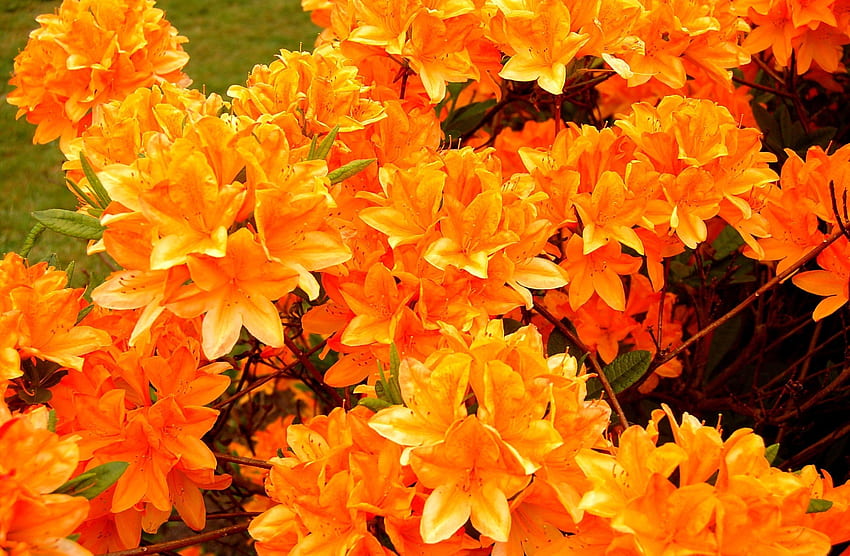 Blumen, Hell, Blüte, Blüte, Azalee HD-Hintergrundbild