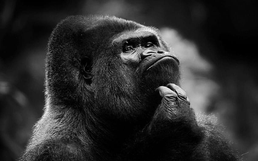 könig des dschungels, tier, primat, spaß, kleiner affe, süß, gorilla HD-Hintergrundbild