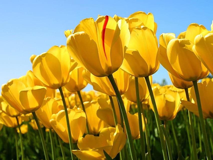 Tulipán amarillo, bonito tulipán amarillo, tulipanes amarillos fondo de pantalla