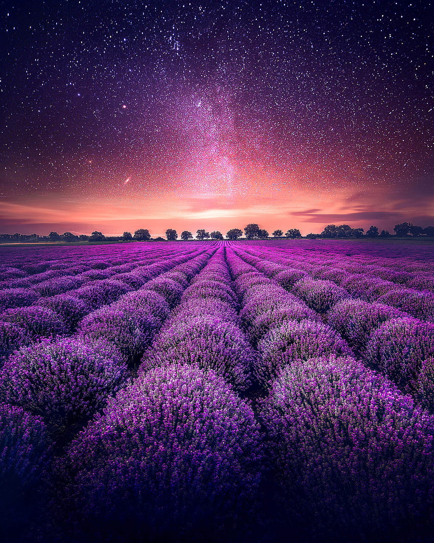 Nature, Horizon, Starry Sky, Field, Lavender HD phone wallpaper