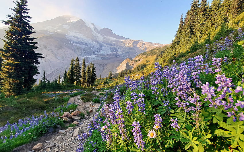 Gunung Rainier, AS, Rainier, taman nasional, Amerika, jalur, gunung, lupin Wallpaper HD