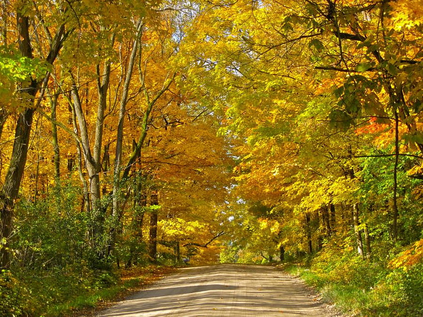 Fall Lined Lane, country road, amarillo, árboles, otoño, naranja fondo de pantalla