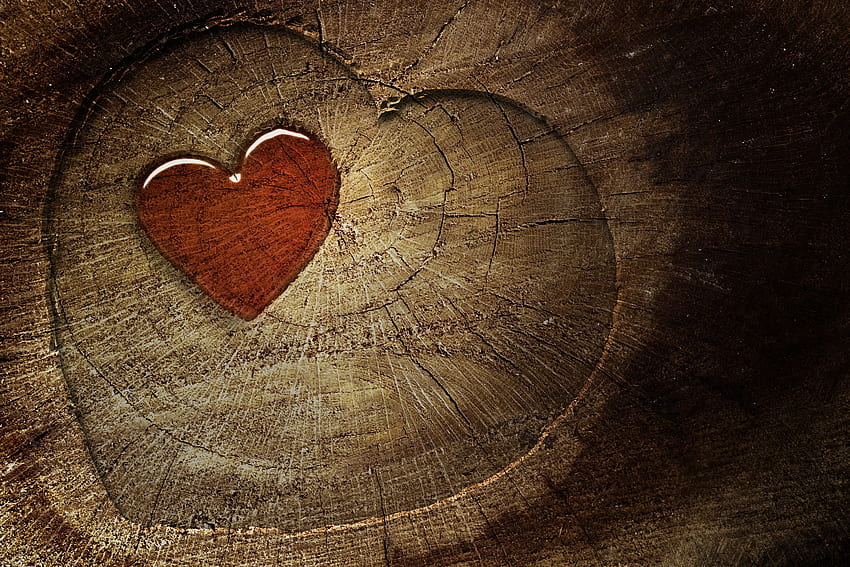 Amor, Madeira, Árvore, Coração, Toco papel de parede HD