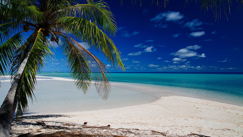 Palmenzweige am Strand Sand Tropen Ozeanwasser unter blauem Himmel tagsüber Natur HD-Hintergrundbild