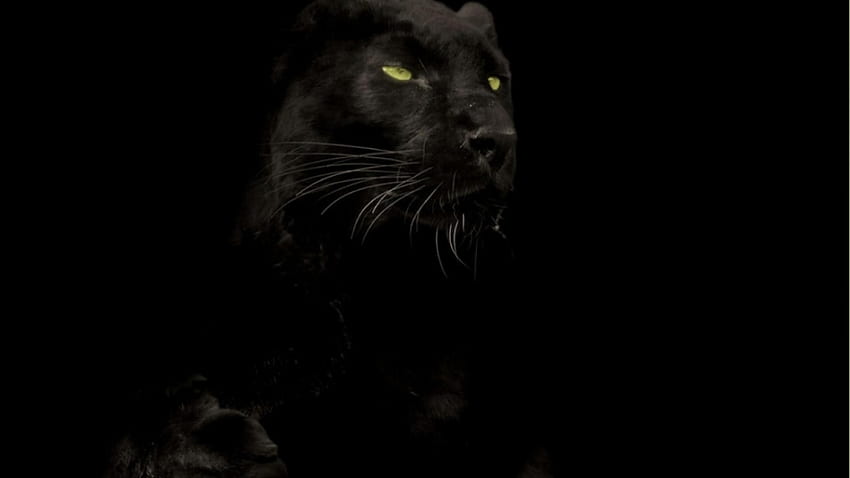 Black Panther Animal HD wallpaper | Pxfuel