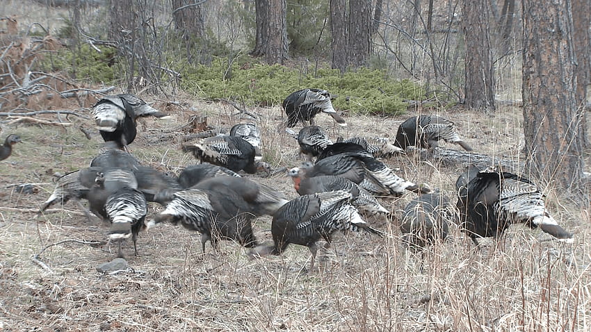 Turkey Male Female Adult Flock Feeding Spring Stock Video Footage HD wallpaper