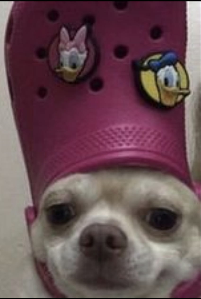 Dog with Crock on head, whiskers, pink HD phone wallpaper