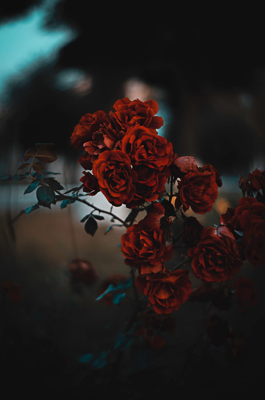 Blumen, Rosen, Busch, Unschärfe, glatt, scharlachrot HD-Handy-Hintergrundbild
