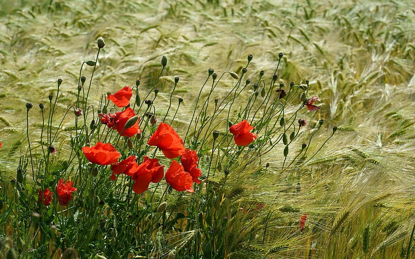 Poppies in Wheat Field, poppies, red, wheat, field, flowers HD wallpaper