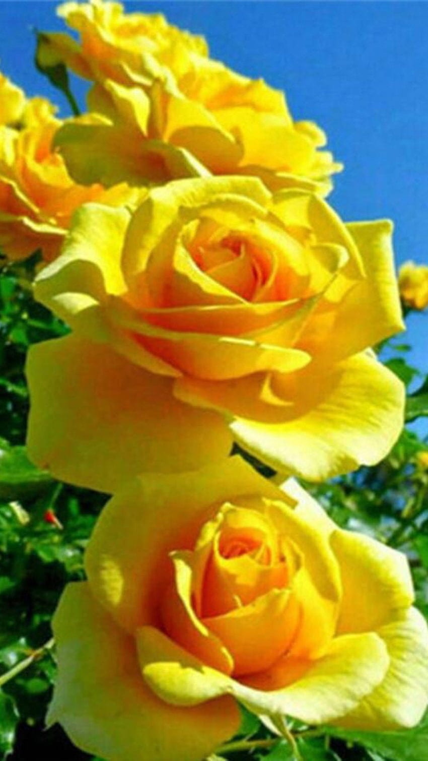 Rosa Amarilla, Hermosa, Amarillo, Flor fondo de pantalla del teléfono