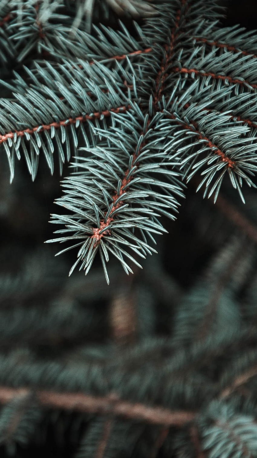 pine, tree, prickles, needles, blur, Trees HD phone wallpaper