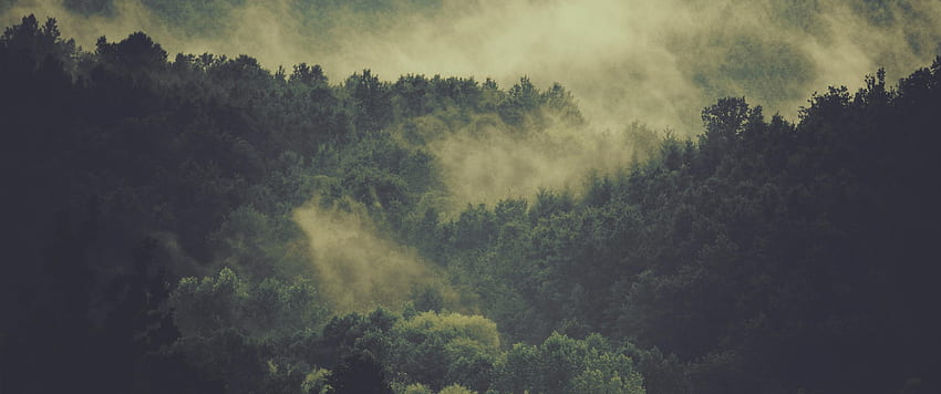 Ultrawide Cloudy Forest, Cloudy Landscape HD wallpaper
