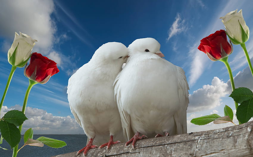 Animals, Sky, Roses, Pigeons, Love, Couple, Pair HD wallpaper