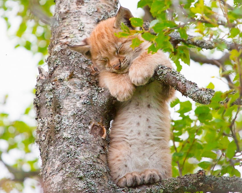 ลิงซ์ สัตว์ แมว ต้นไม้ แรส สีเขียว ตลก อุ้งเท้า นอนหลับ วอลล์เปเปอร์ HD