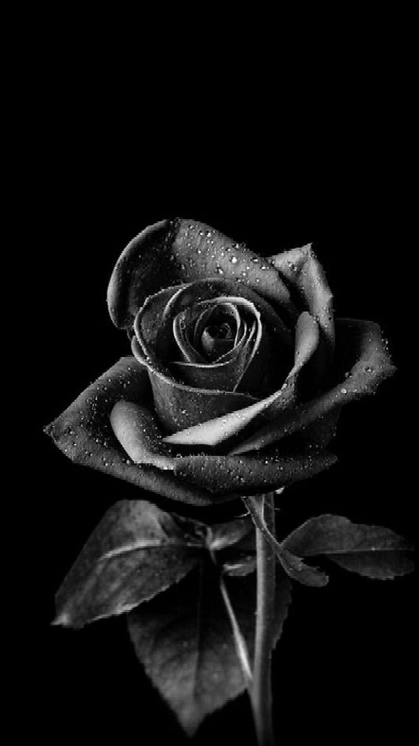 Kara Gül, kara aşık, kara çiçekler HD telefon duvar kağıdı